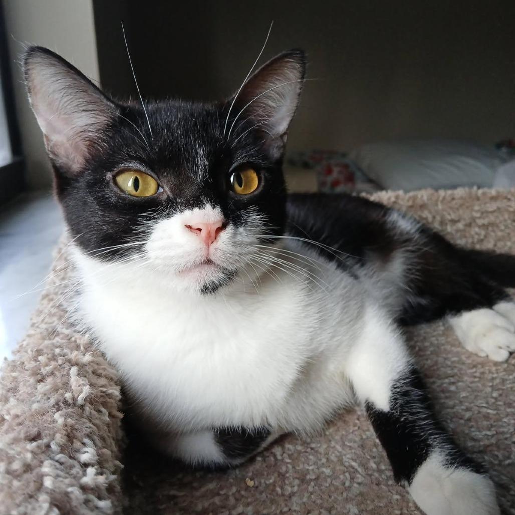 Milkshake, ADOPTABLE, Young Female Domestic Short Hair.