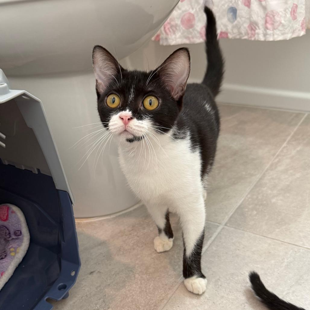 Enlarge Milkshake, a ADOPTABLE Domestic Short Hair in Parkland, FL image 3/6