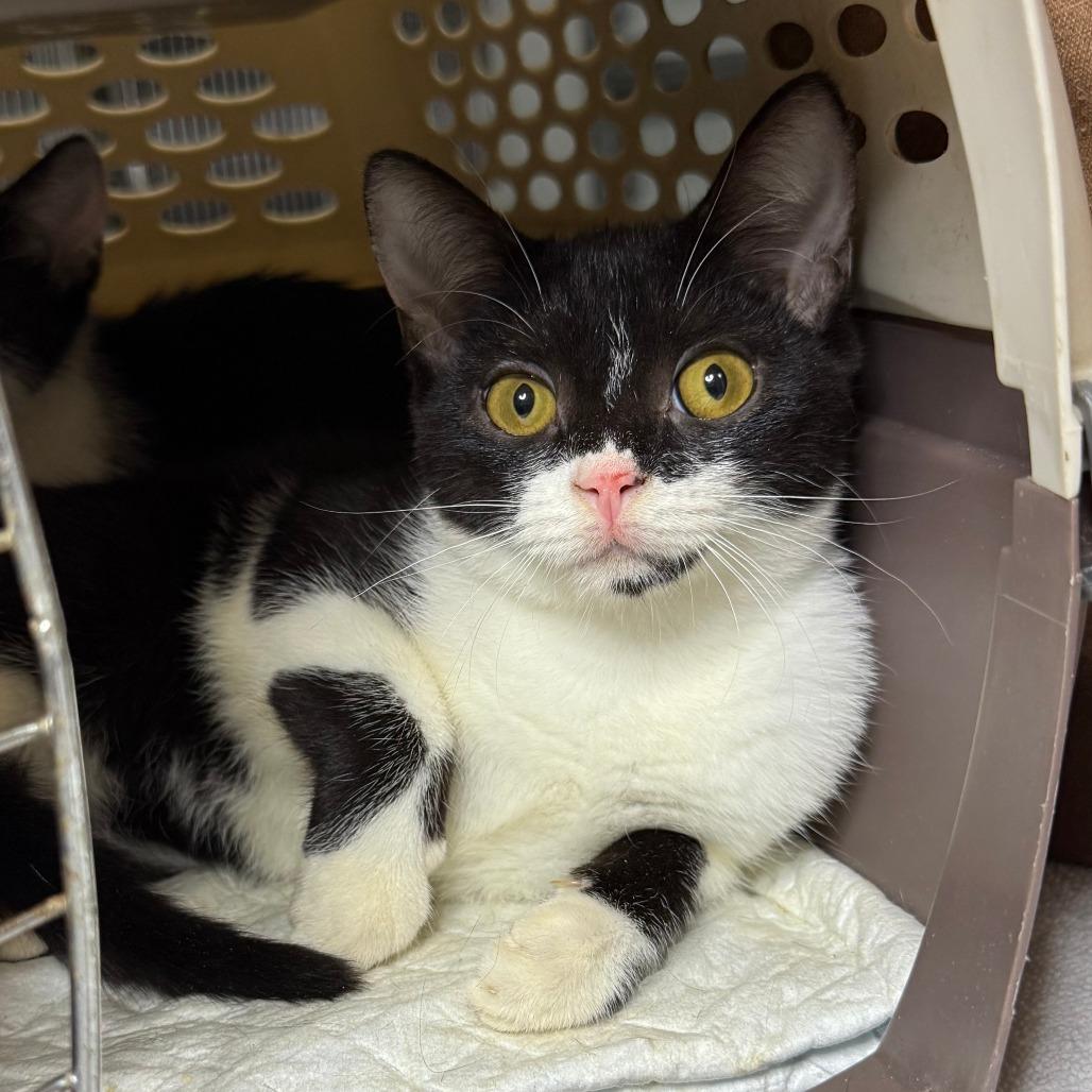 Enlarge Milkshake, a ADOPTABLE Domestic Short Hair in Parkland, FL image 1/1