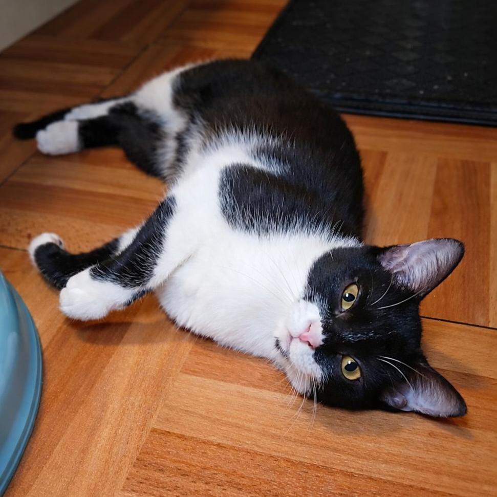 Enlarge Milkshake, a ADOPTABLE Domestic Short Hair in Parkland, FL image 5/6