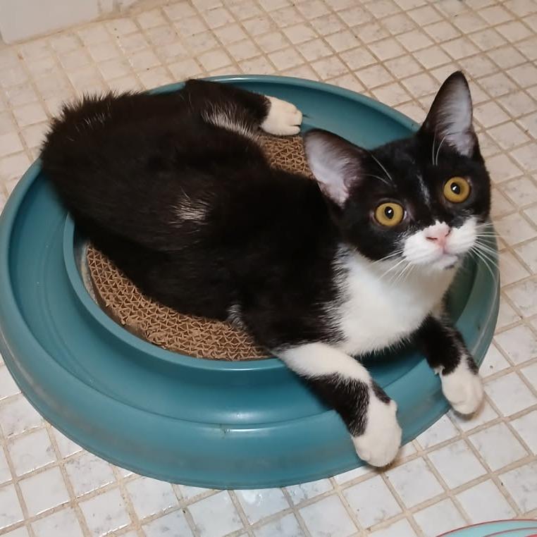 Enlarge Milkshake, a ADOPTABLE Domestic Short Hair in Parkland, FL image 6/6