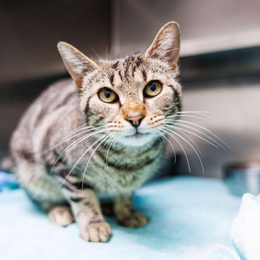 Enlarge Thumper, a ADOPTABLE Domestic Short Hair in Valdosta, GA image 1/6