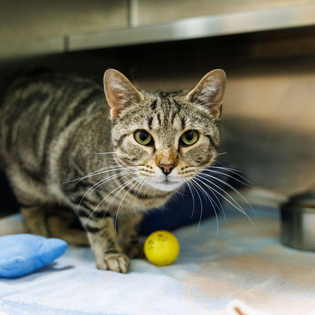 Enlarge Thumper, a ADOPTABLE Domestic Short Hair in Valdosta, GA image 4/6