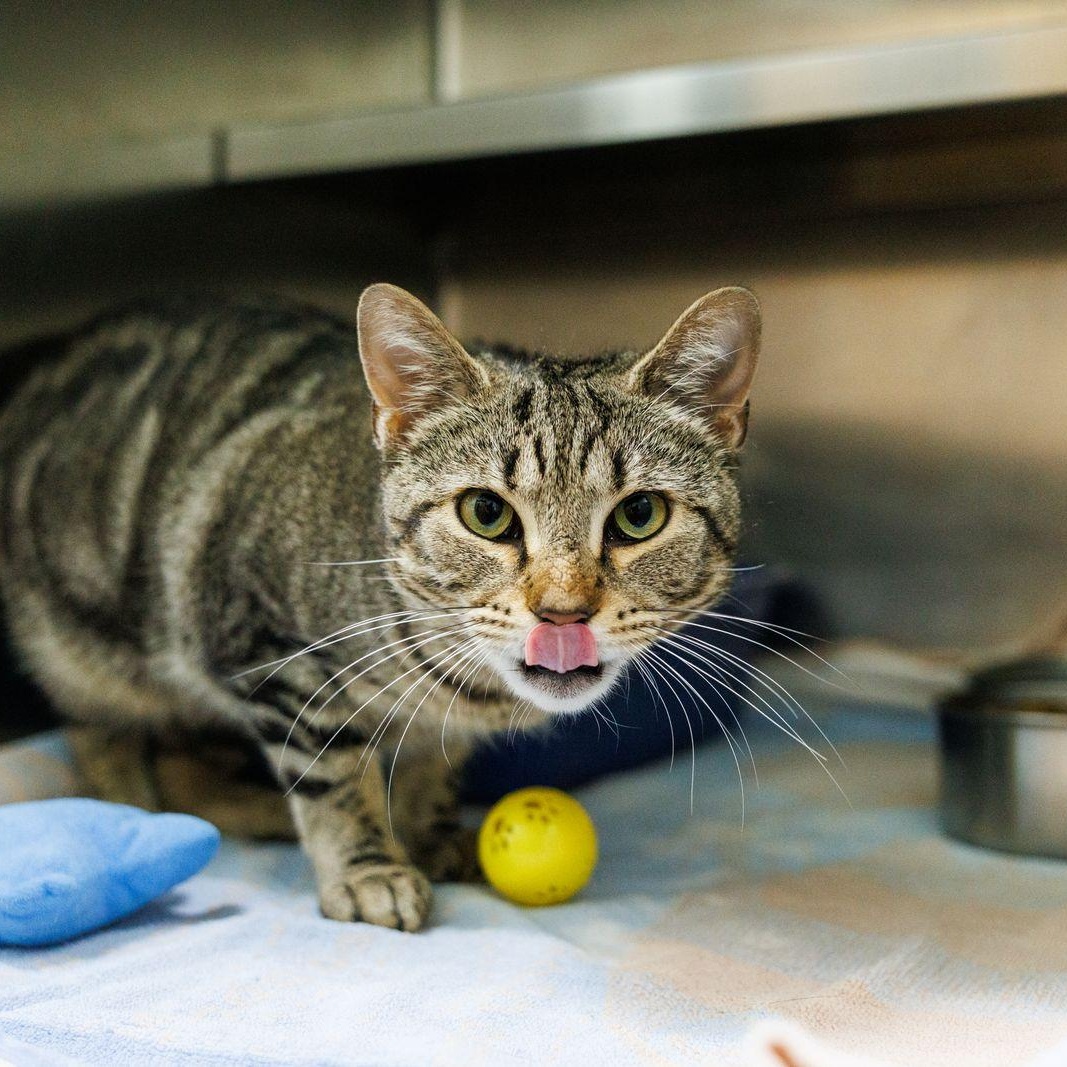 Enlarge Thumper, a ADOPTABLE Domestic Short Hair in Valdosta, GA image 3/6