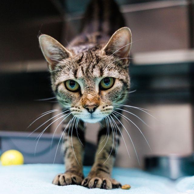 Enlarge Thumper, a ADOPTABLE Domestic Short Hair in Valdosta, GA image 2/6