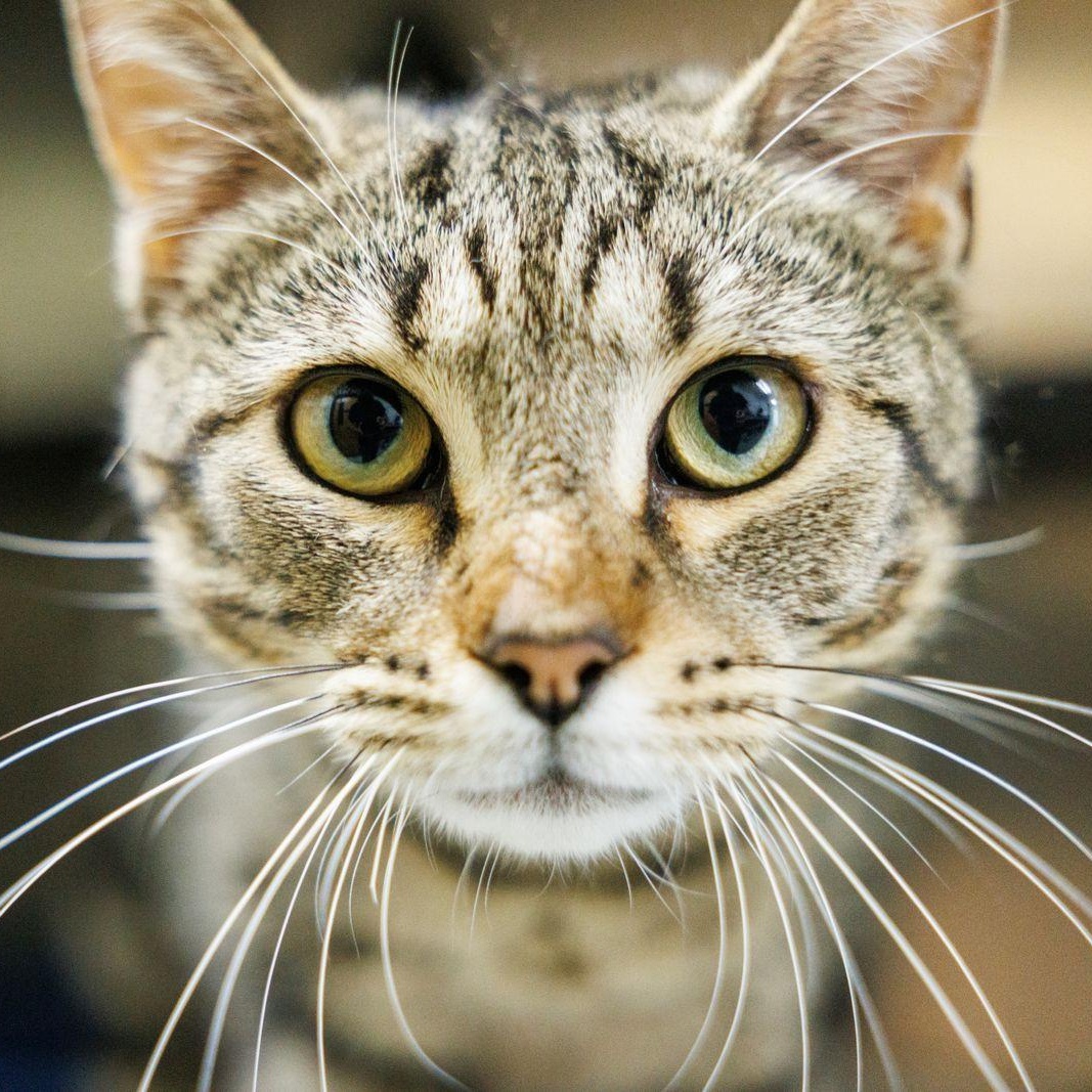 Enlarge Thumper, a ADOPTABLE Domestic Short Hair in Valdosta, GA image 6/6