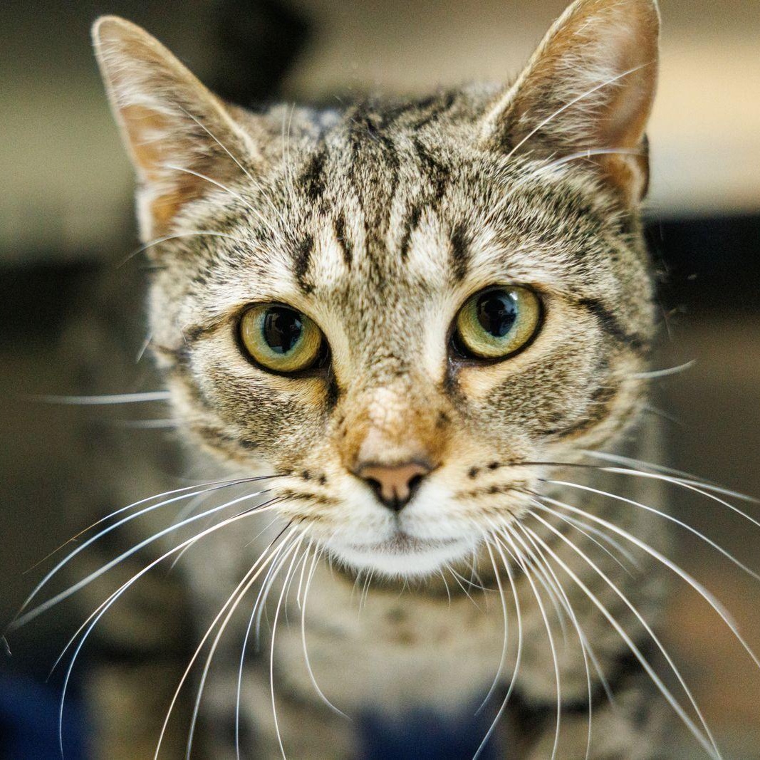 Enlarge Thumper, a ADOPTABLE Domestic Short Hair in Valdosta, GA image 5/6