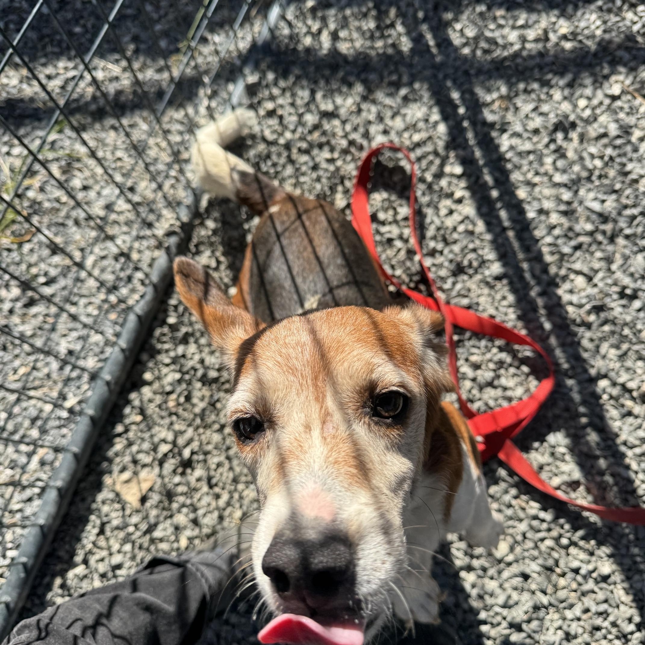 Griselda - Adoptable Pet | Petfinder