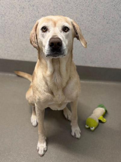 Enlarge Powdered Donut, a Adoptable mixed breed in Roseville, CA image 2/3