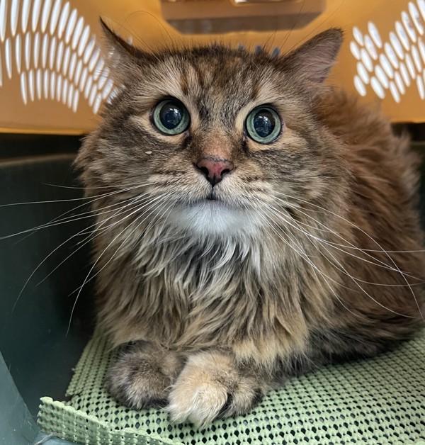 Enlarge Maui, a Adoptable mixed breed in Golden, CO image 1/2