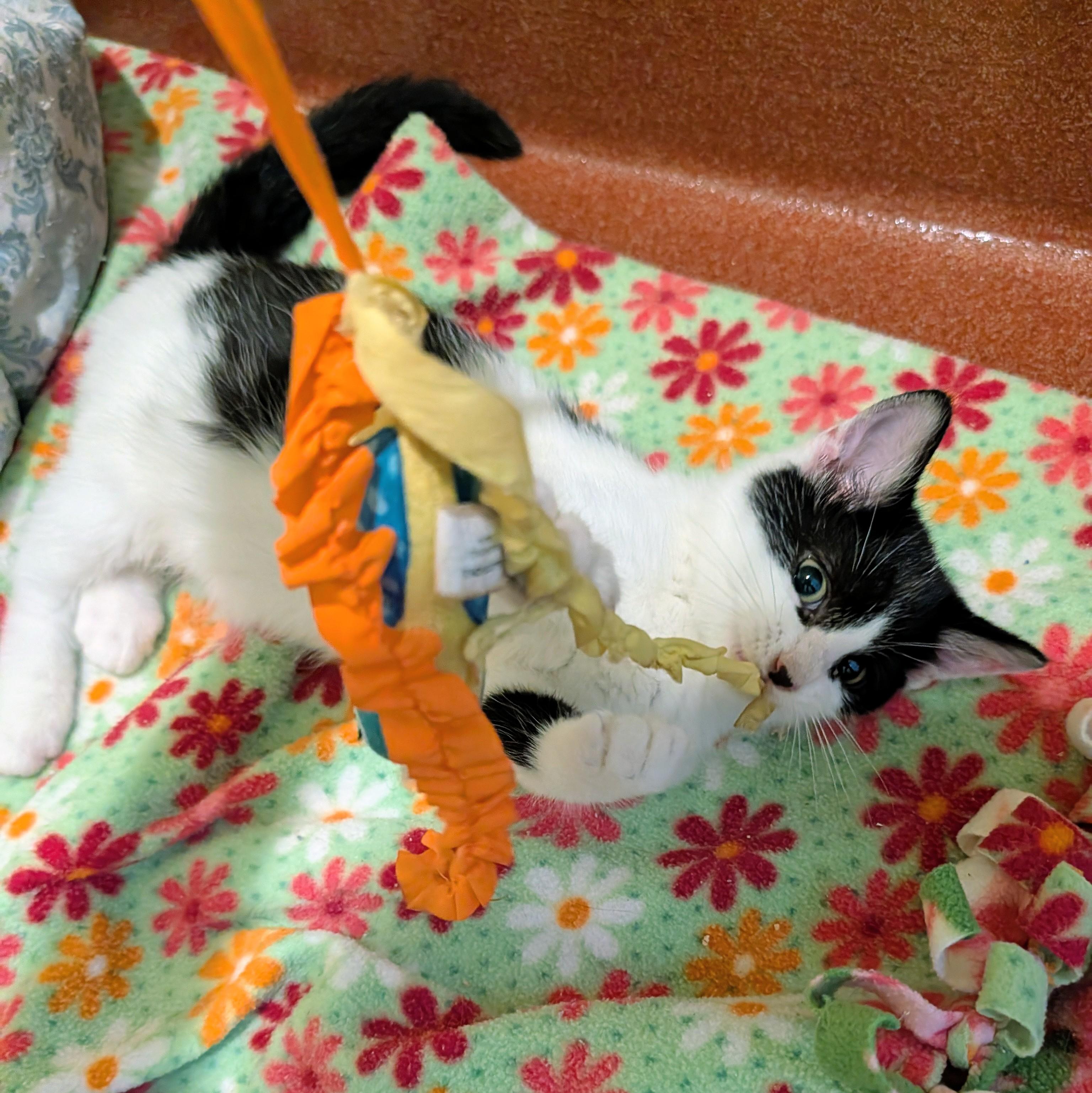 Enlarge Cowboy, a Adoptable Domestic Short Hair in Accident, MD image 5/5