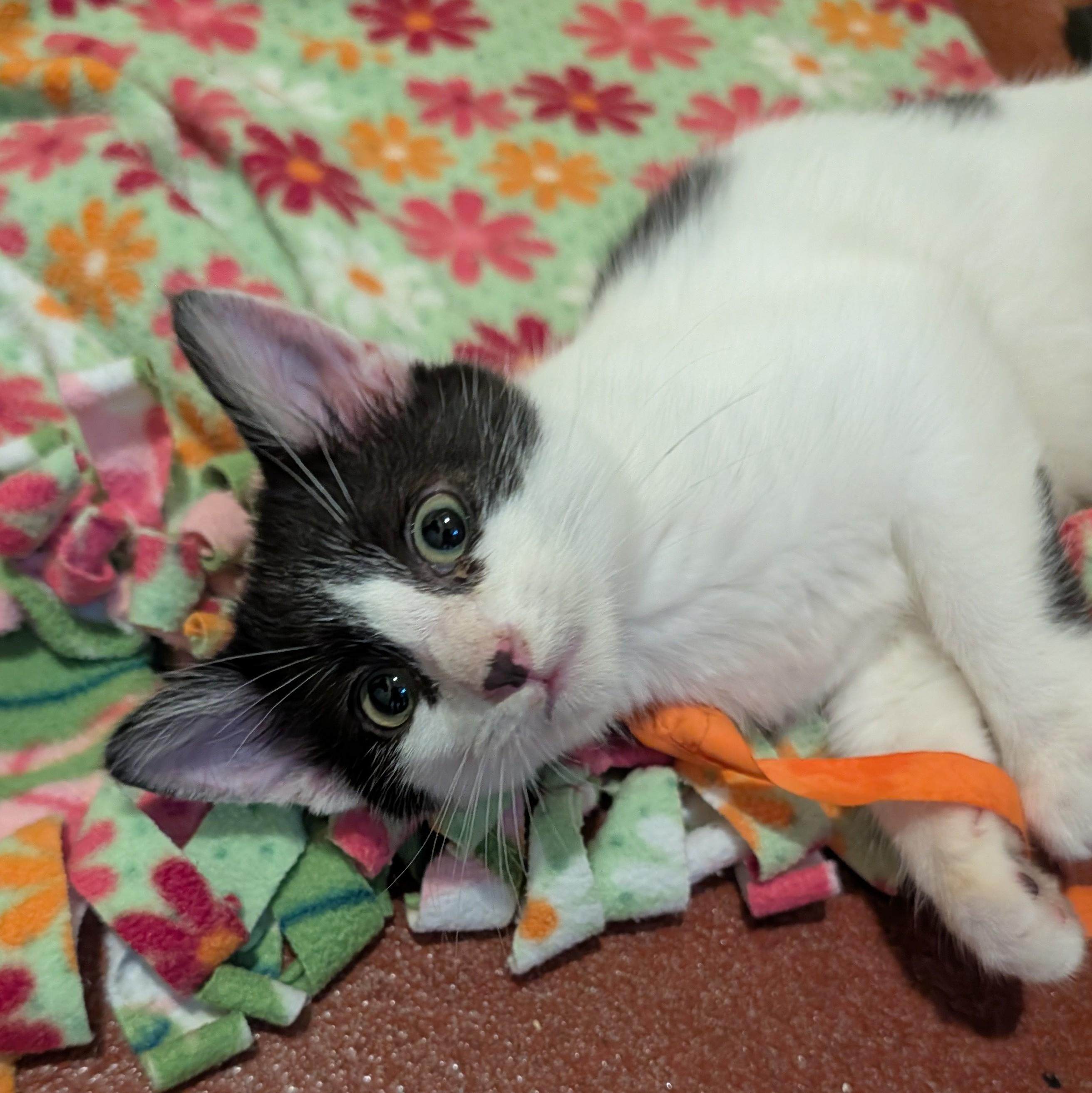 Enlarge Cowboy, a Adoptable Domestic Short Hair in Accident, MD image 4/5