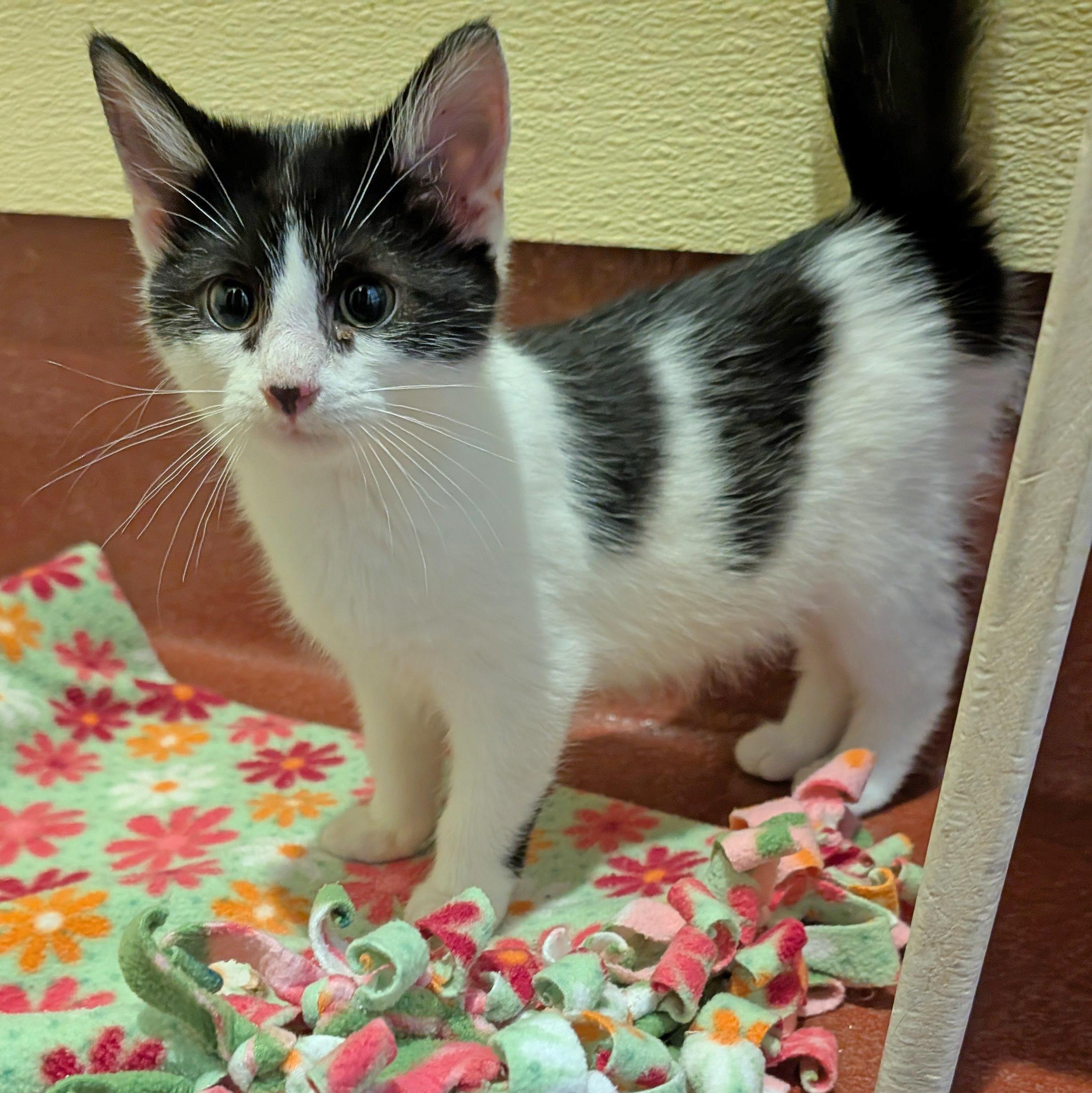 Enlarge Cowboy, a Adoptable Domestic Short Hair in Accident, MD image 3/5