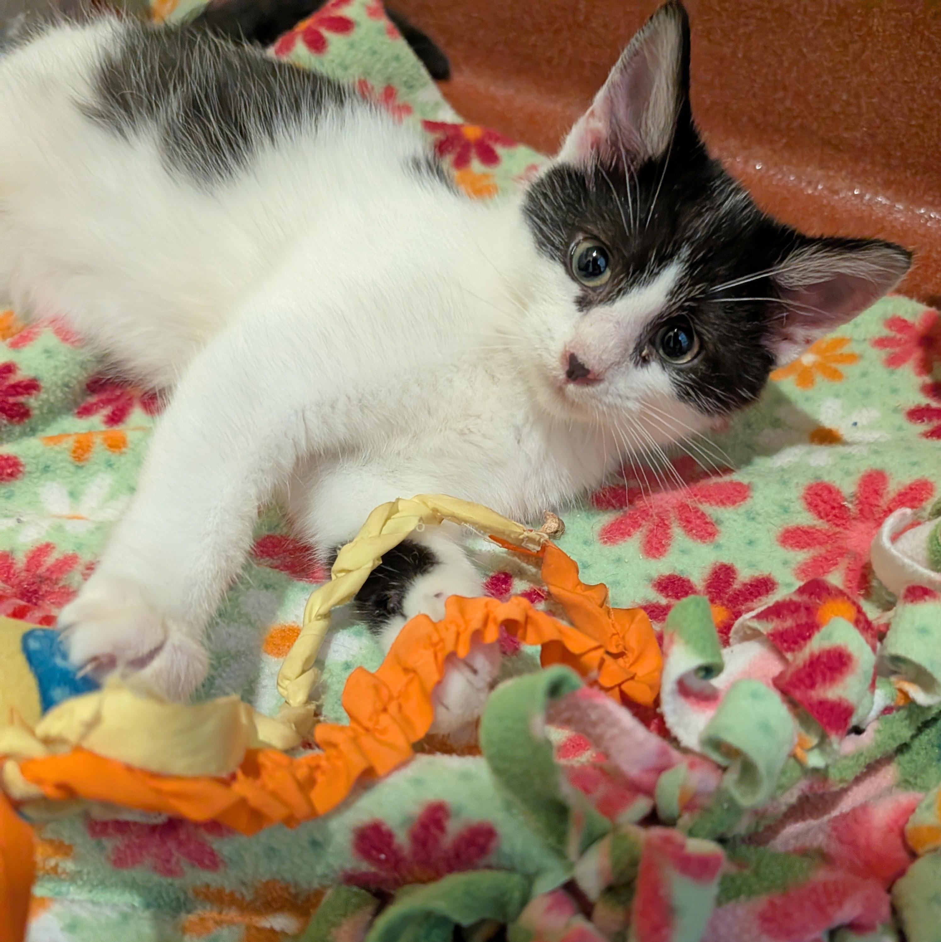 Enlarge Cowboy, a Adoptable Domestic Short Hair in Accident, MD image 2/5