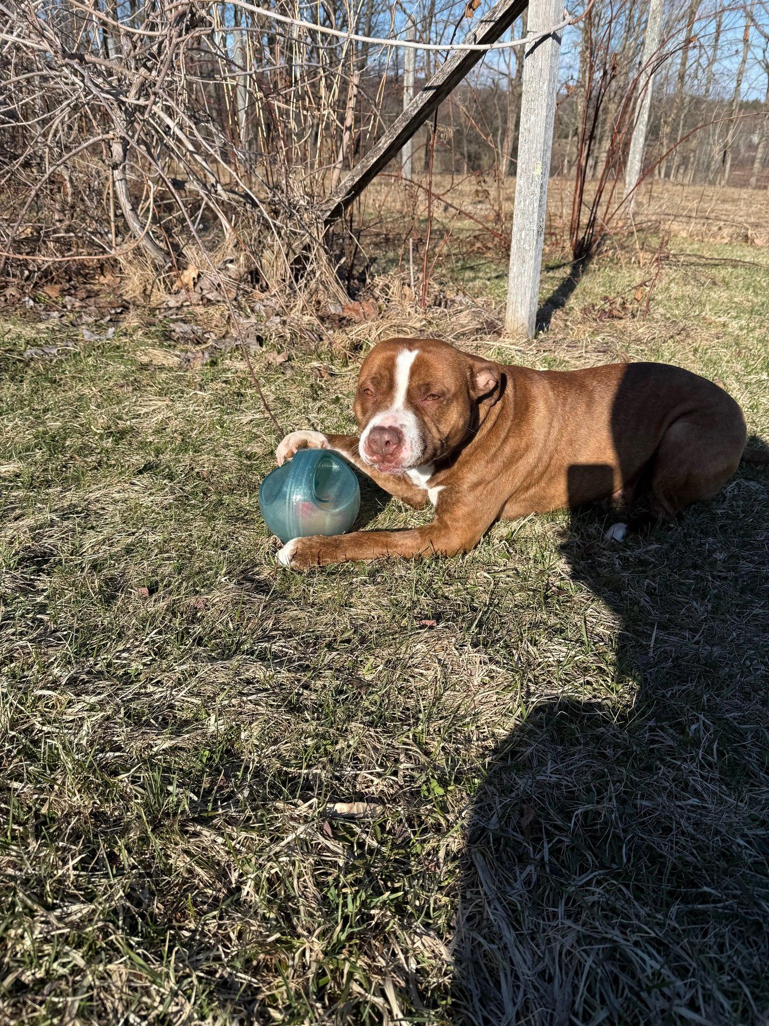 Carol Ann, a ADOPTABLE mixed breed in Cuba, NY image 3/3