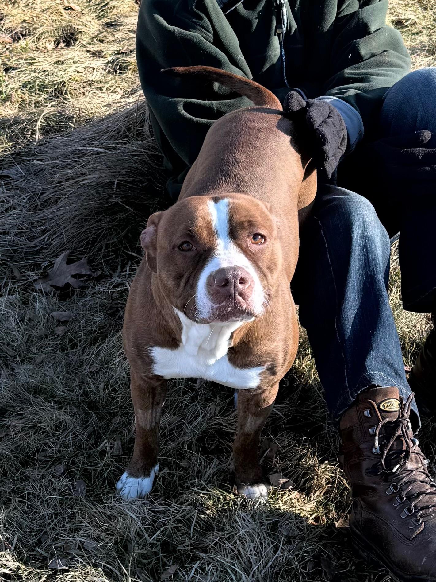 Carol Ann, a ADOPTABLE mixed breed in Cuba, NY image 2/3