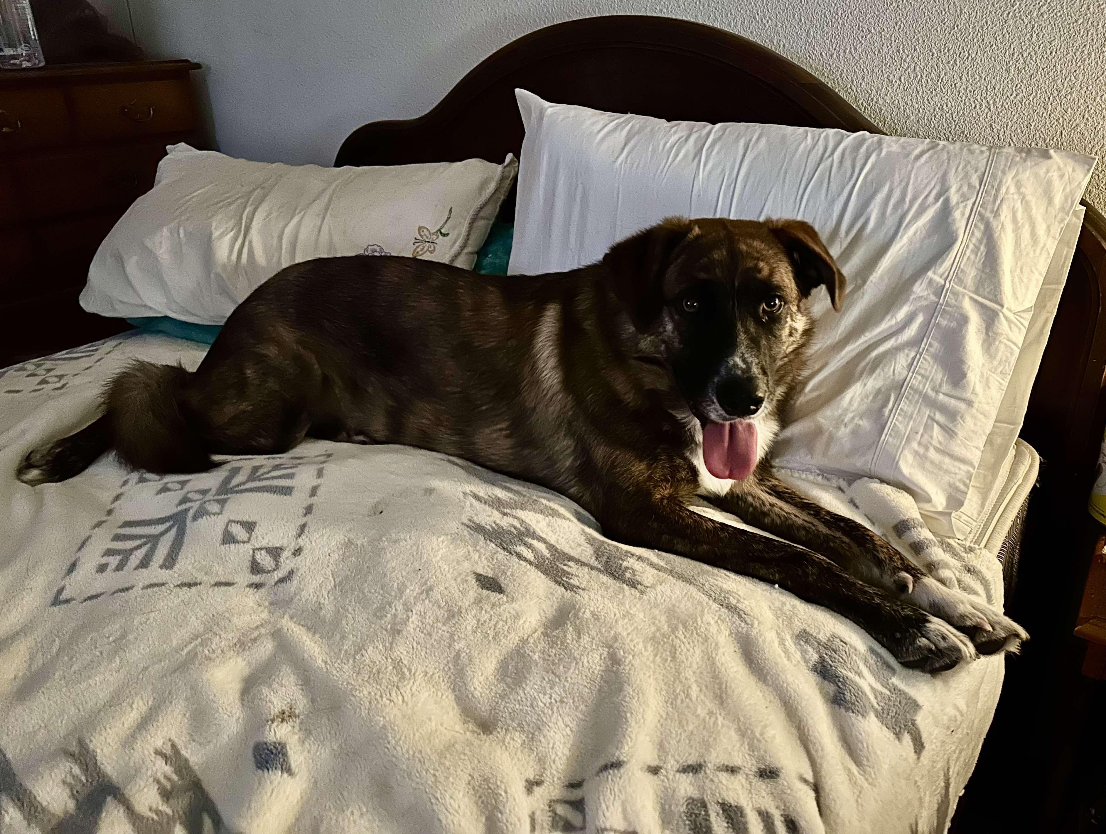 Enlarge Brock, an adopted mixed breed in Roseburg, OR image 4/6