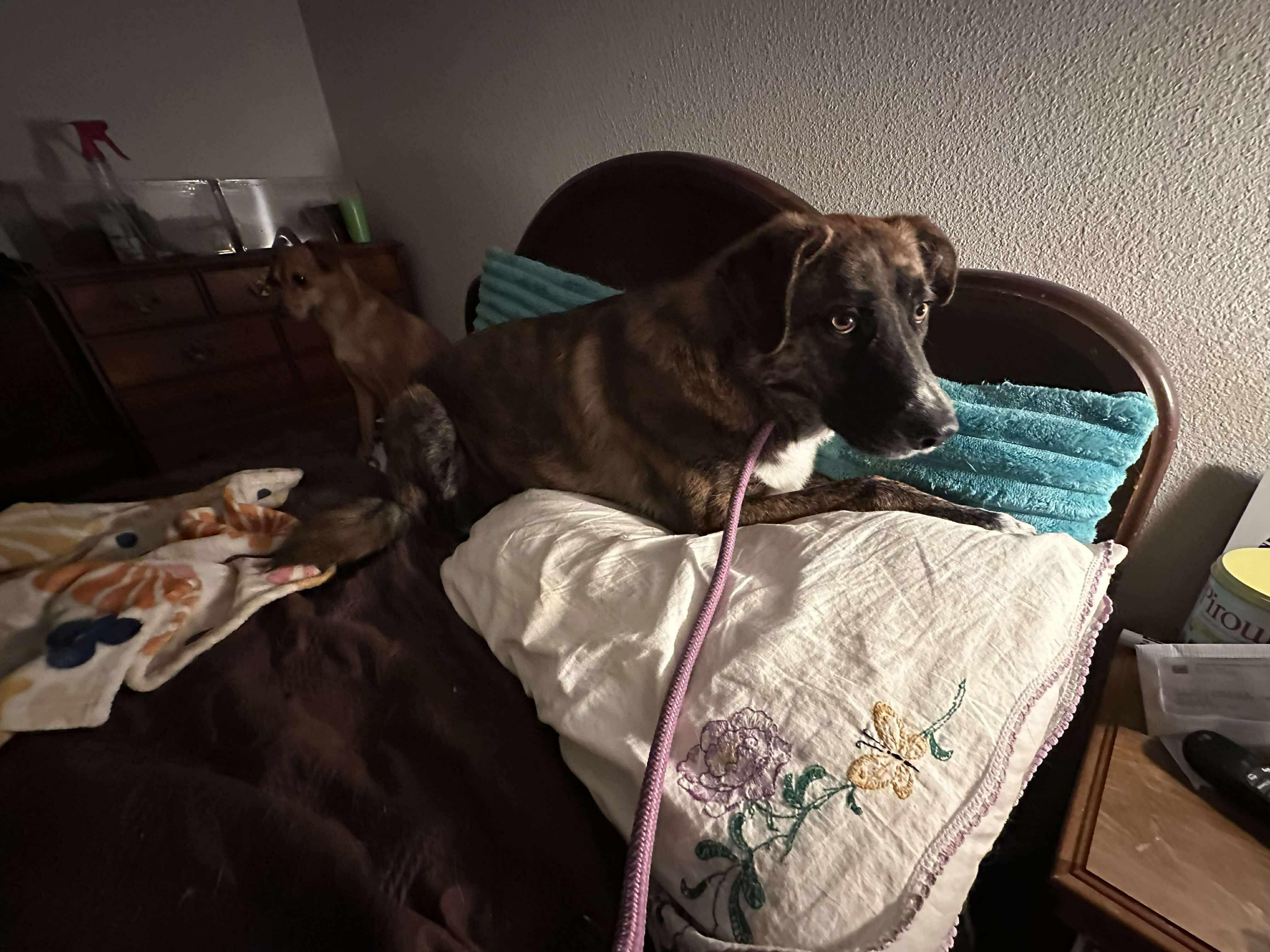 Enlarge Brock, an adopted mixed breed in Roseburg, OR image 6/6