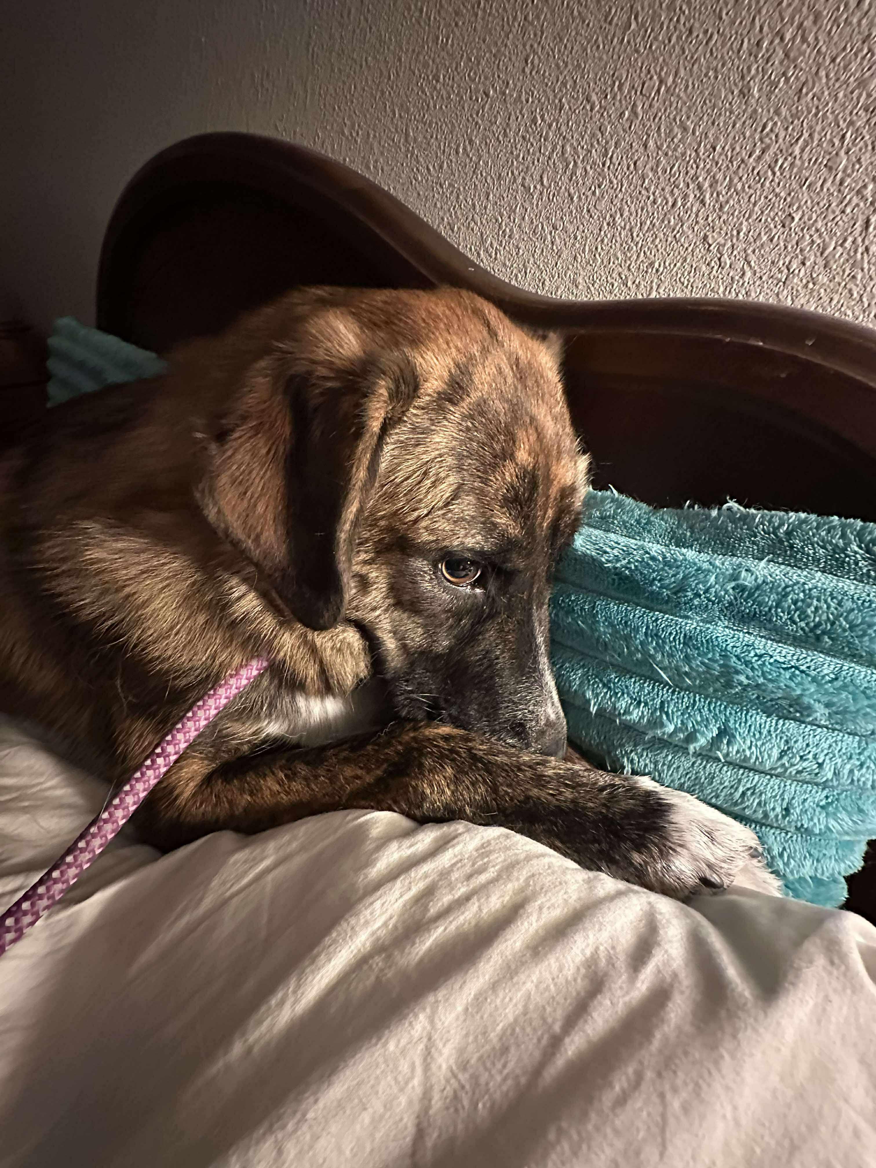 Enlarge Brock, an adopted mixed breed in Roseburg, OR image 5/6