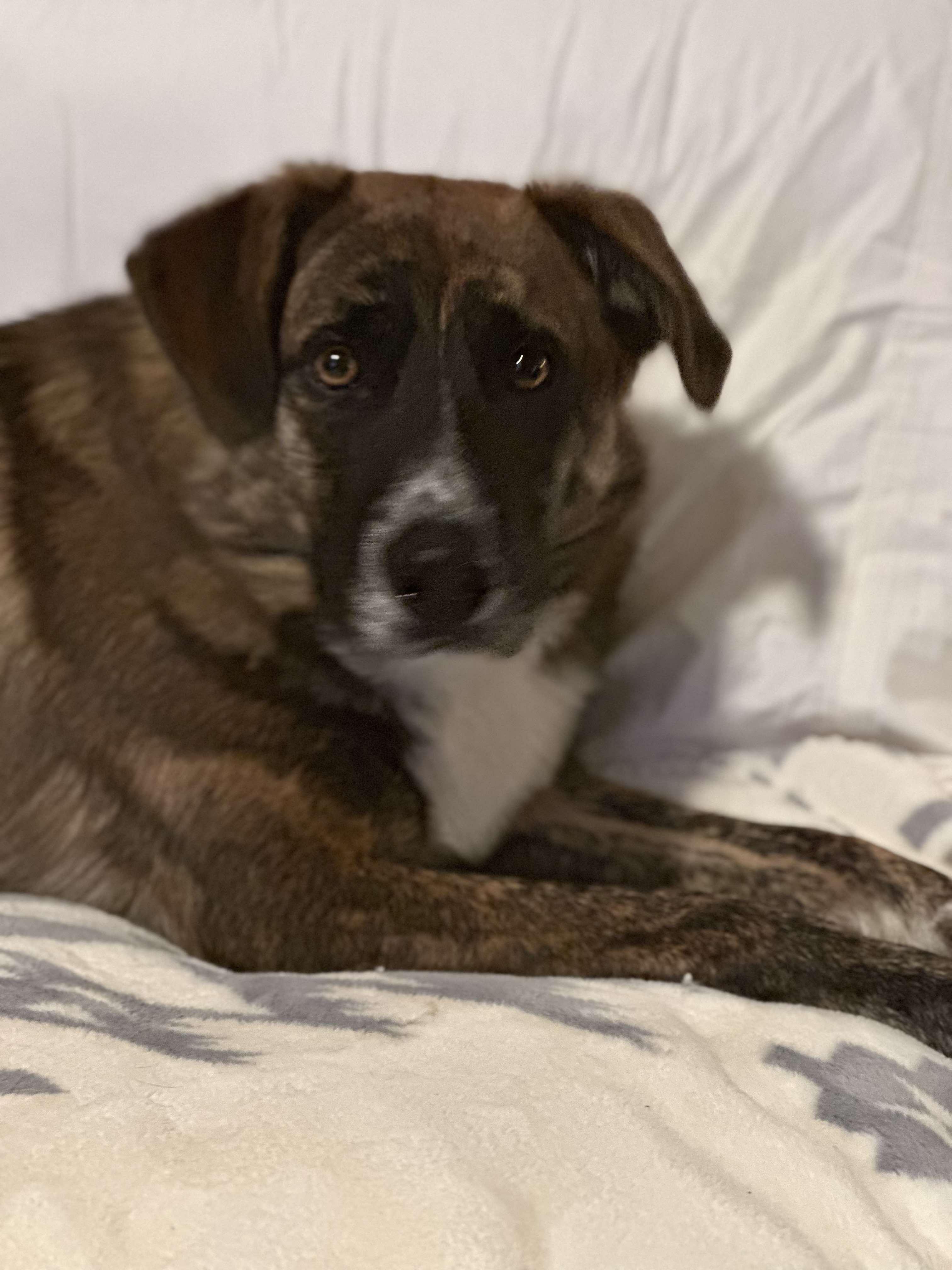 Enlarge Brock, an adopted mixed breed in Roseburg, OR image 3/6