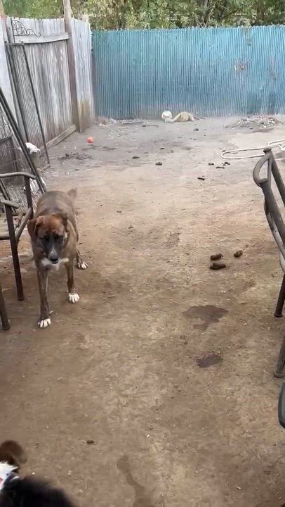 Enlarge Brock, an adopted mixed breed in Roseburg, OR video 2/6