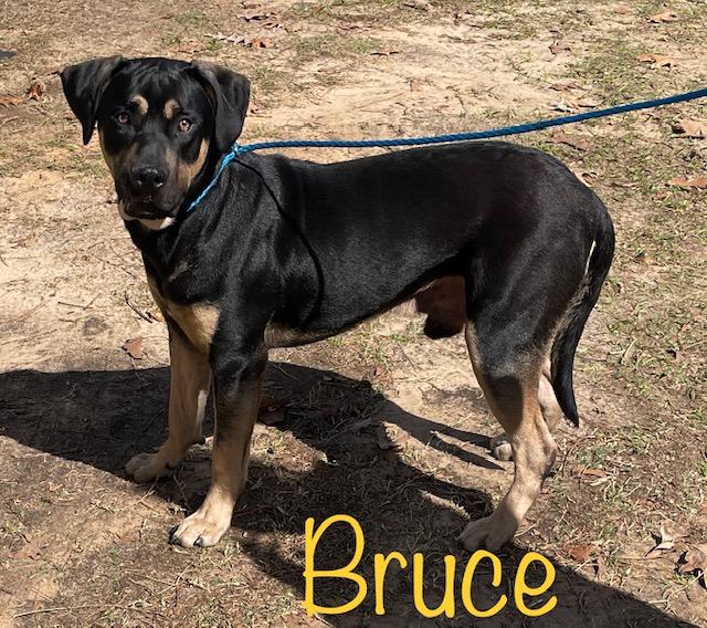 Enlarge Bruce, a Adoptable mixed breed in Cairo, GA image 1/1
