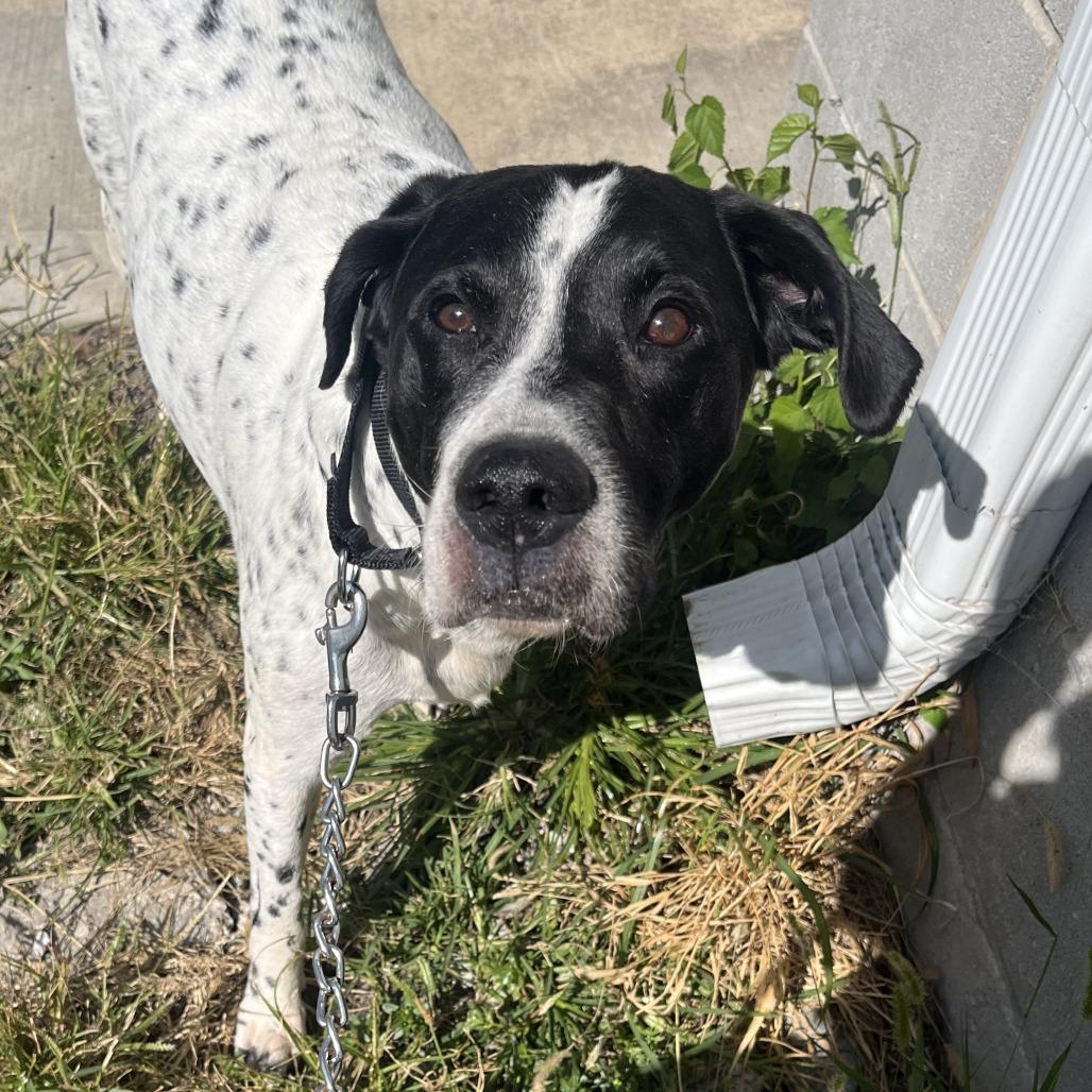 Perry, Adoptable, Adult Male Pointer & Mixed Breed.