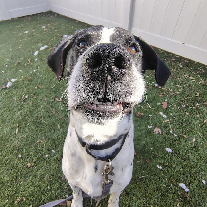 Perry, a Adoptable mixed breed in Oak Park, IL image 2/6