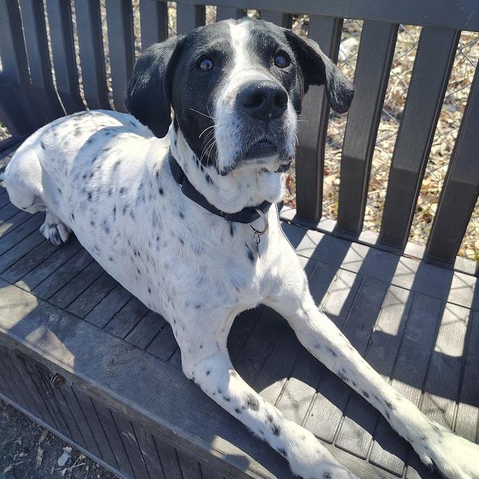Perry, a Adoptable mixed breed in Oak Park, IL image 3/6