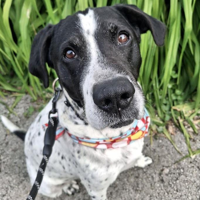 Perry, a Adoptable mixed breed in Oak Park, IL image 4/6