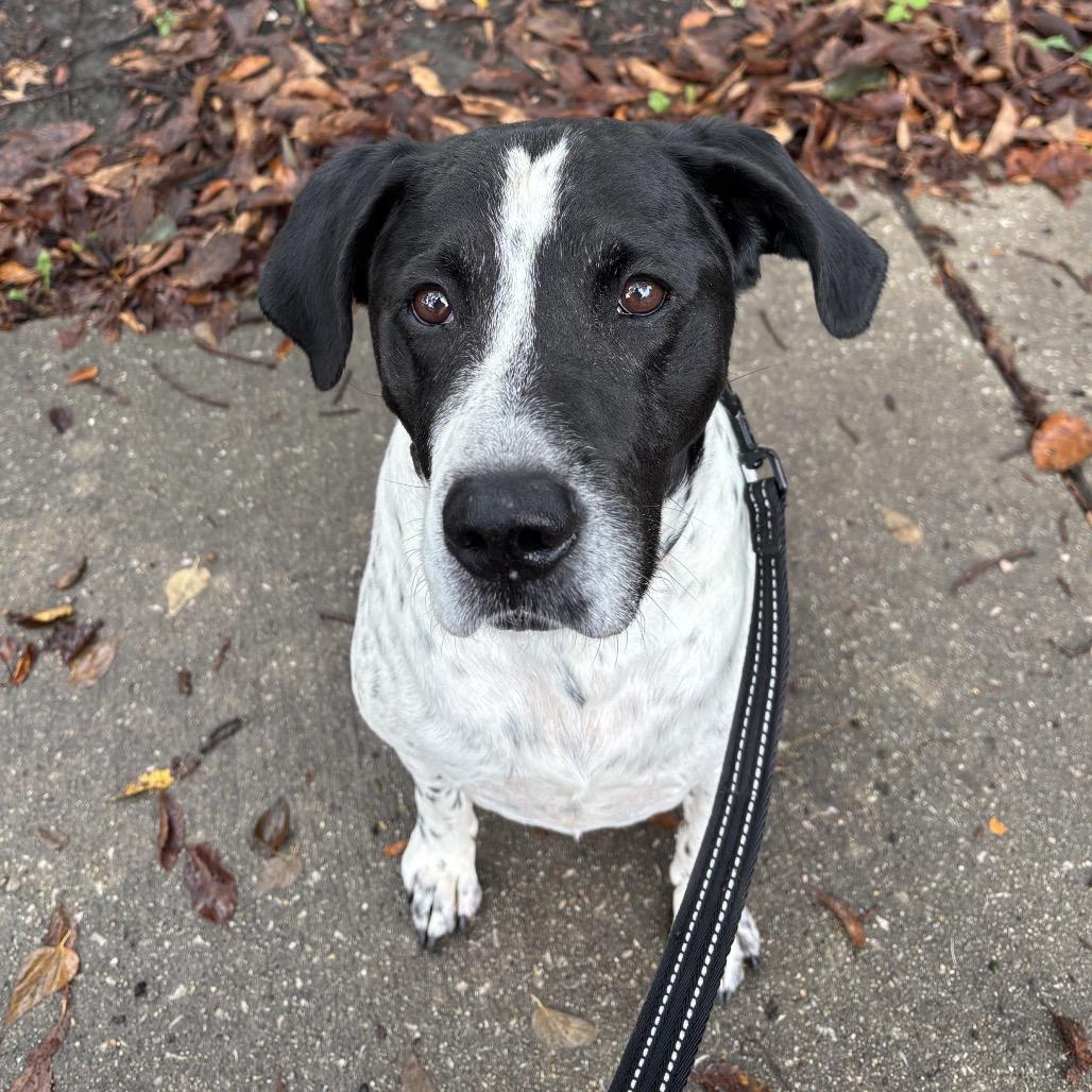 Perry, a Adoptable mixed breed in Oak Park, IL image 5/6