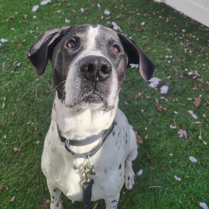 Perry, a Adoptable mixed breed in Oak Park, IL image 6/6