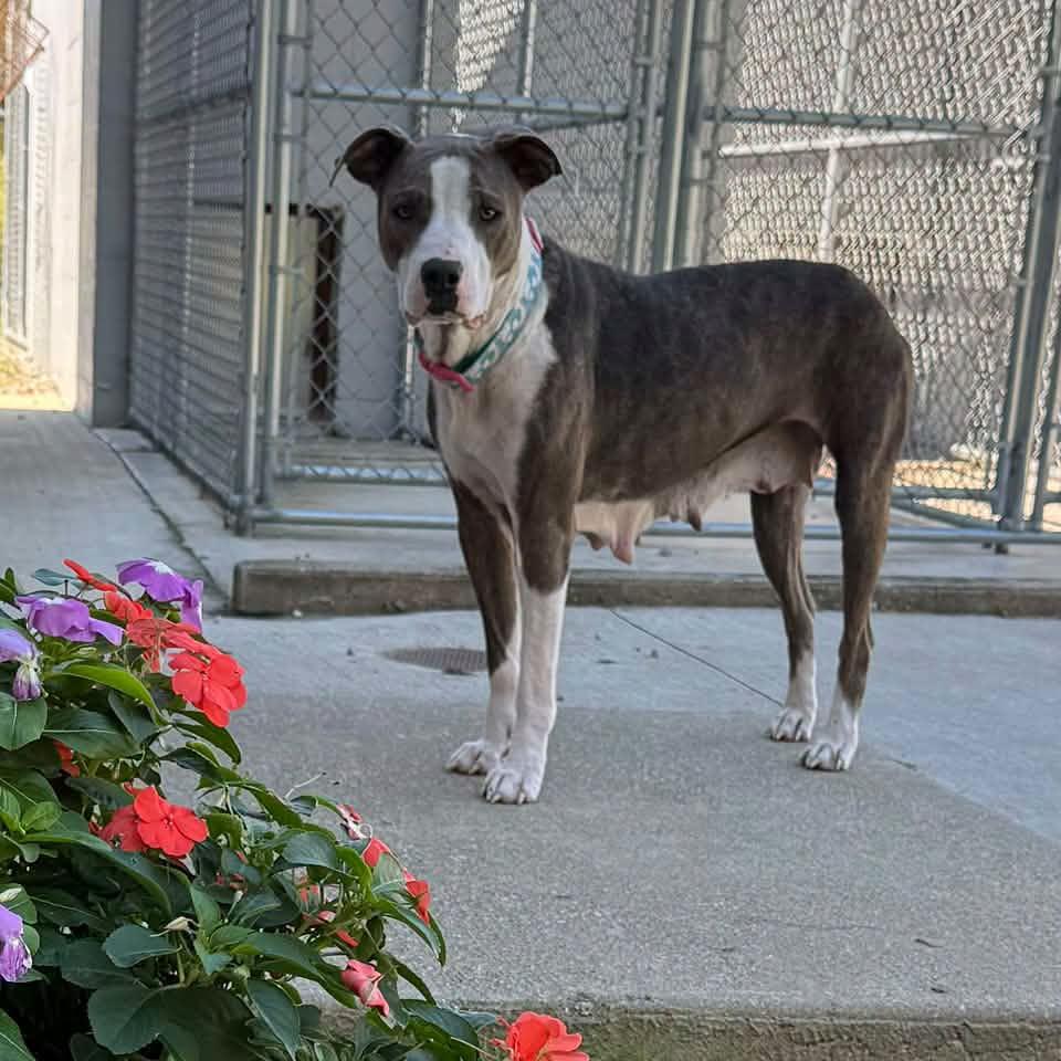 Enlarge FREYA, a Adopted mixed breed in Cadiz, OH image 3/4