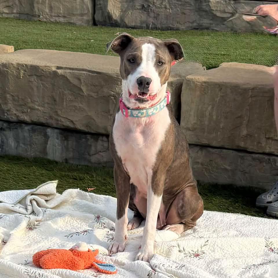 Enlarge FREYA, a Adopted mixed breed in Cadiz, OH image 2/4