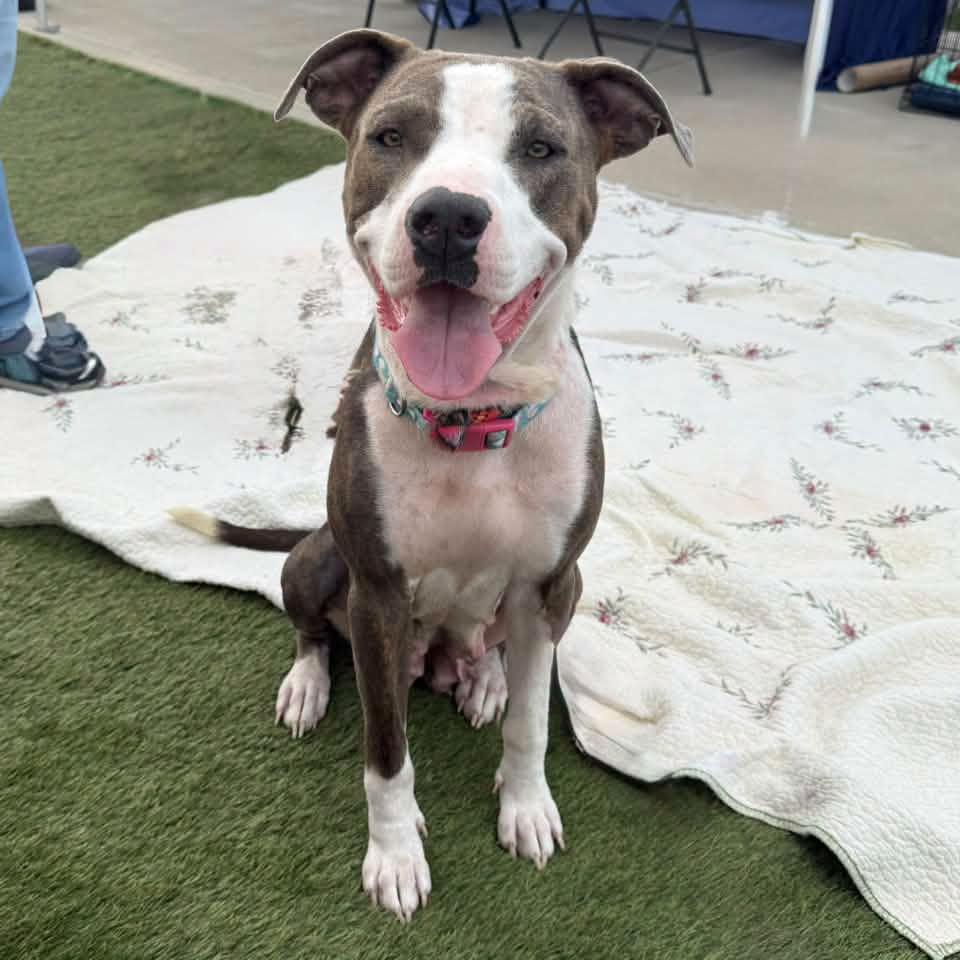 Enlarge FREYA, a Adopted mixed breed in Cadiz, OH image 4/4