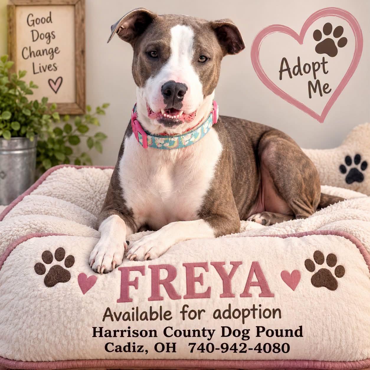 FREYA, Adopted, Adult Female Great Dane & Pit Bull Terrier.