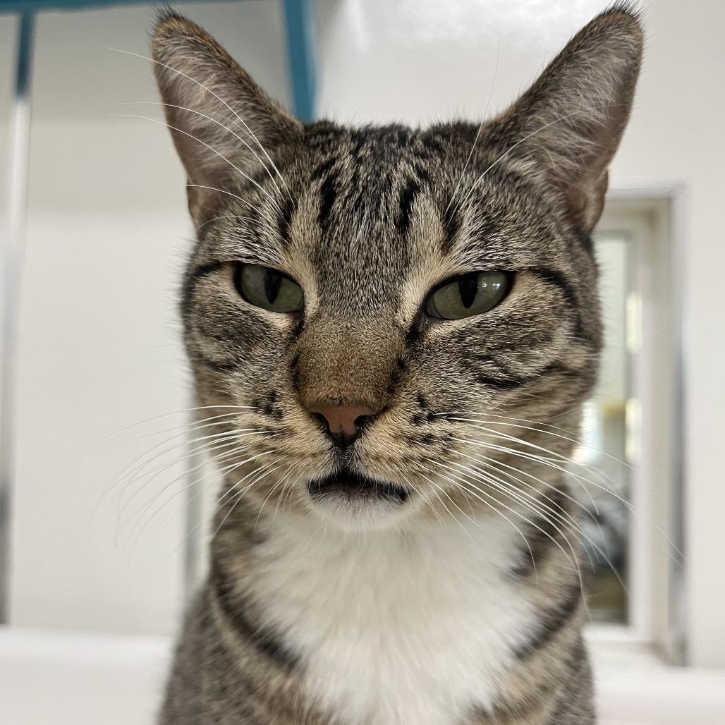 Goosefish — thumbnail 2