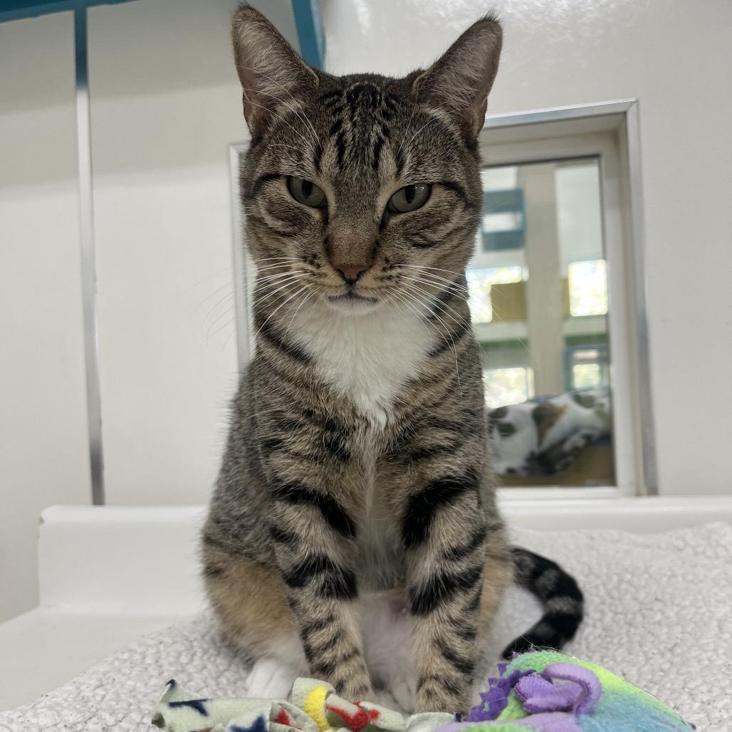 Goosefish — thumbnail 3