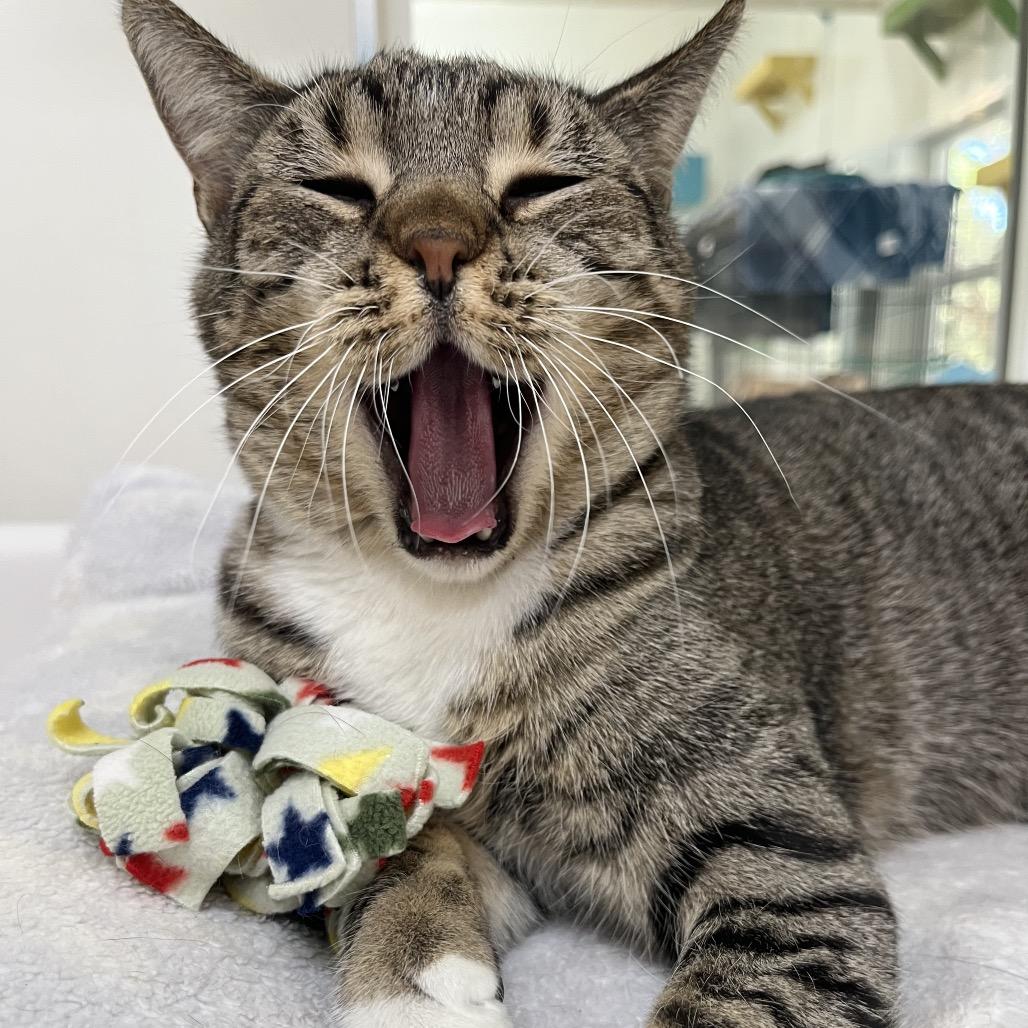 Goosefish — thumbnail 4