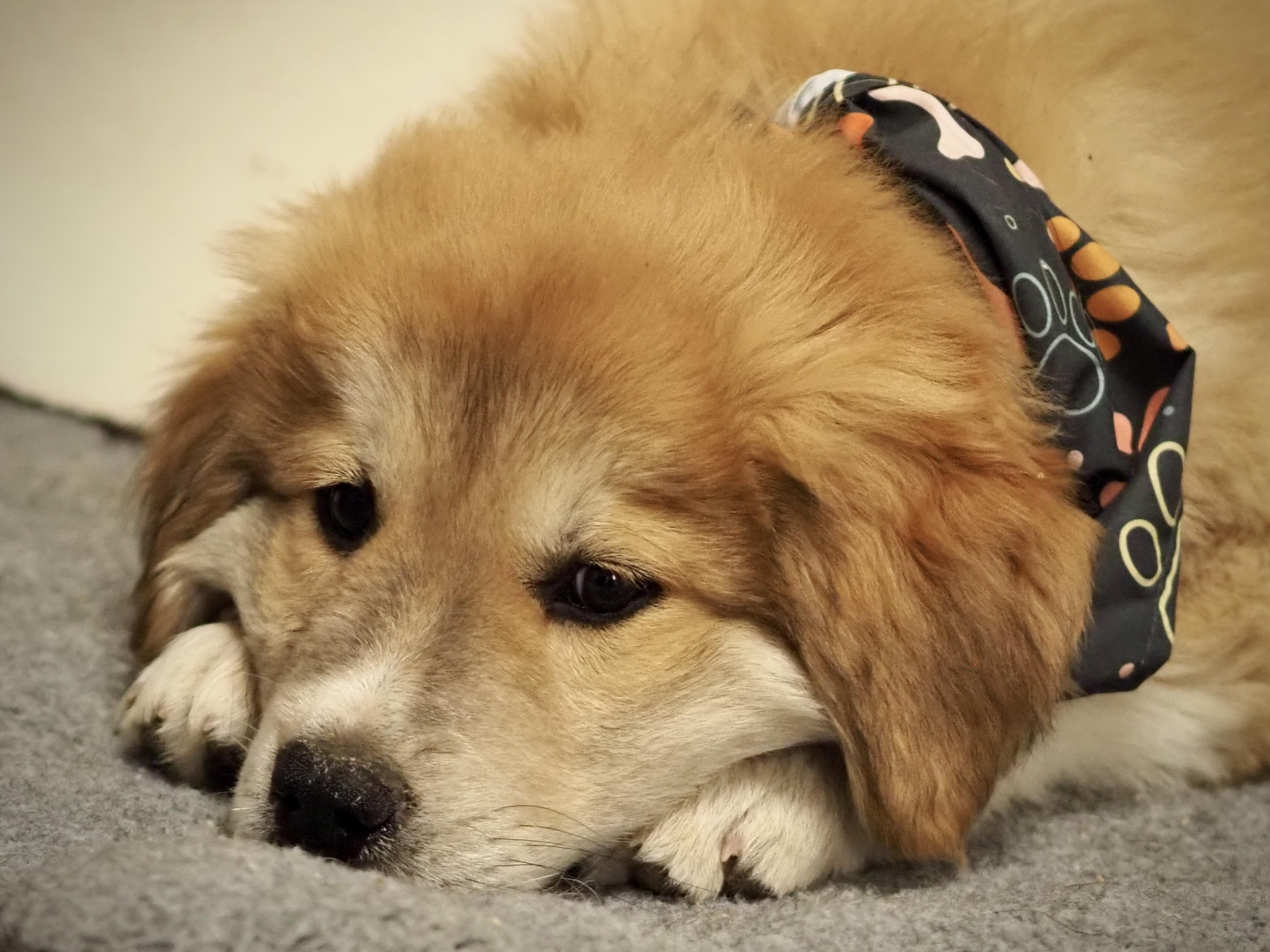 Yahtzee, an adopted mixed breed in Buena Vista, CO image 3/3