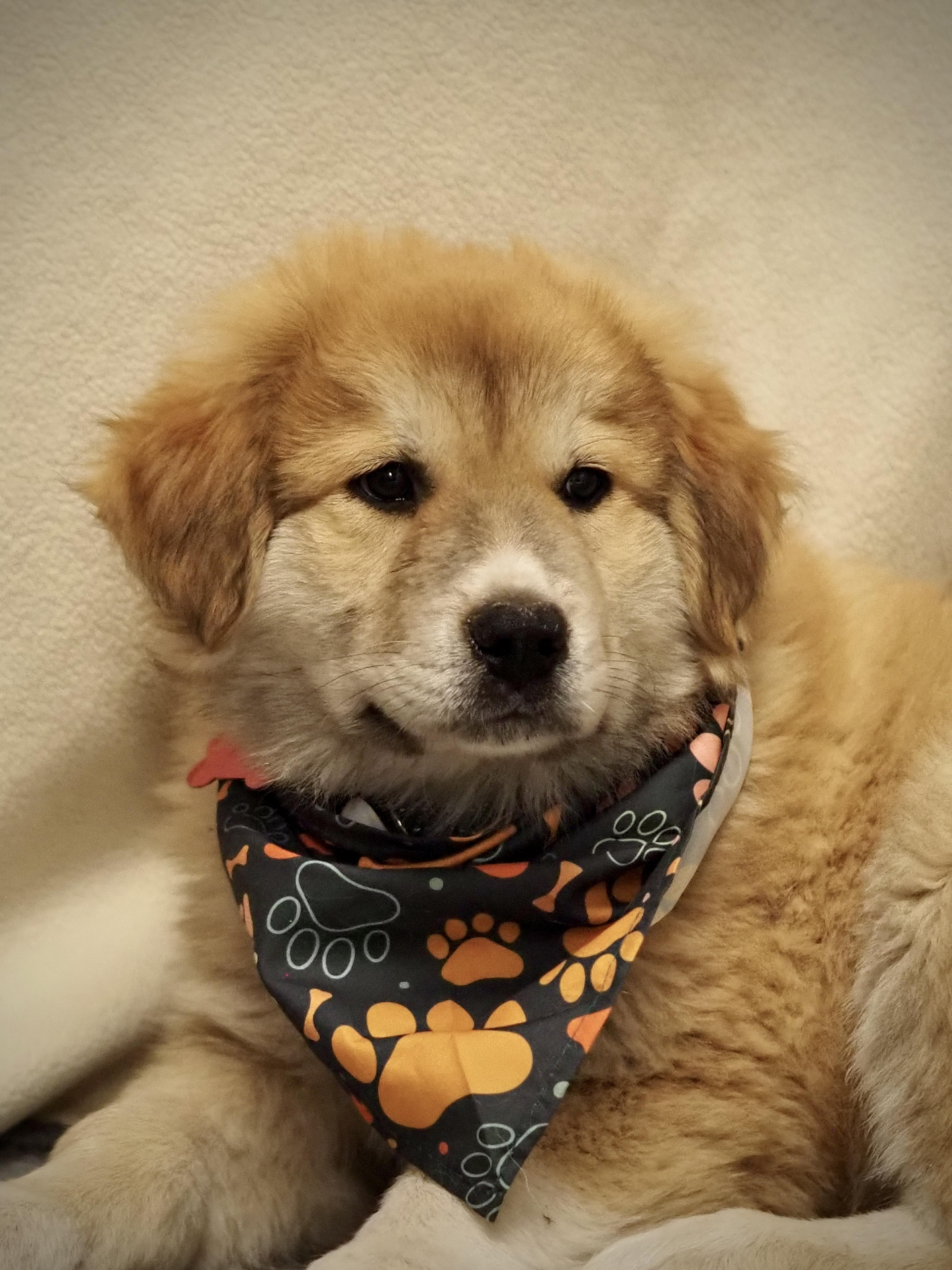 Yahtzee, adopted, Puppy Male Great Pyrenees.