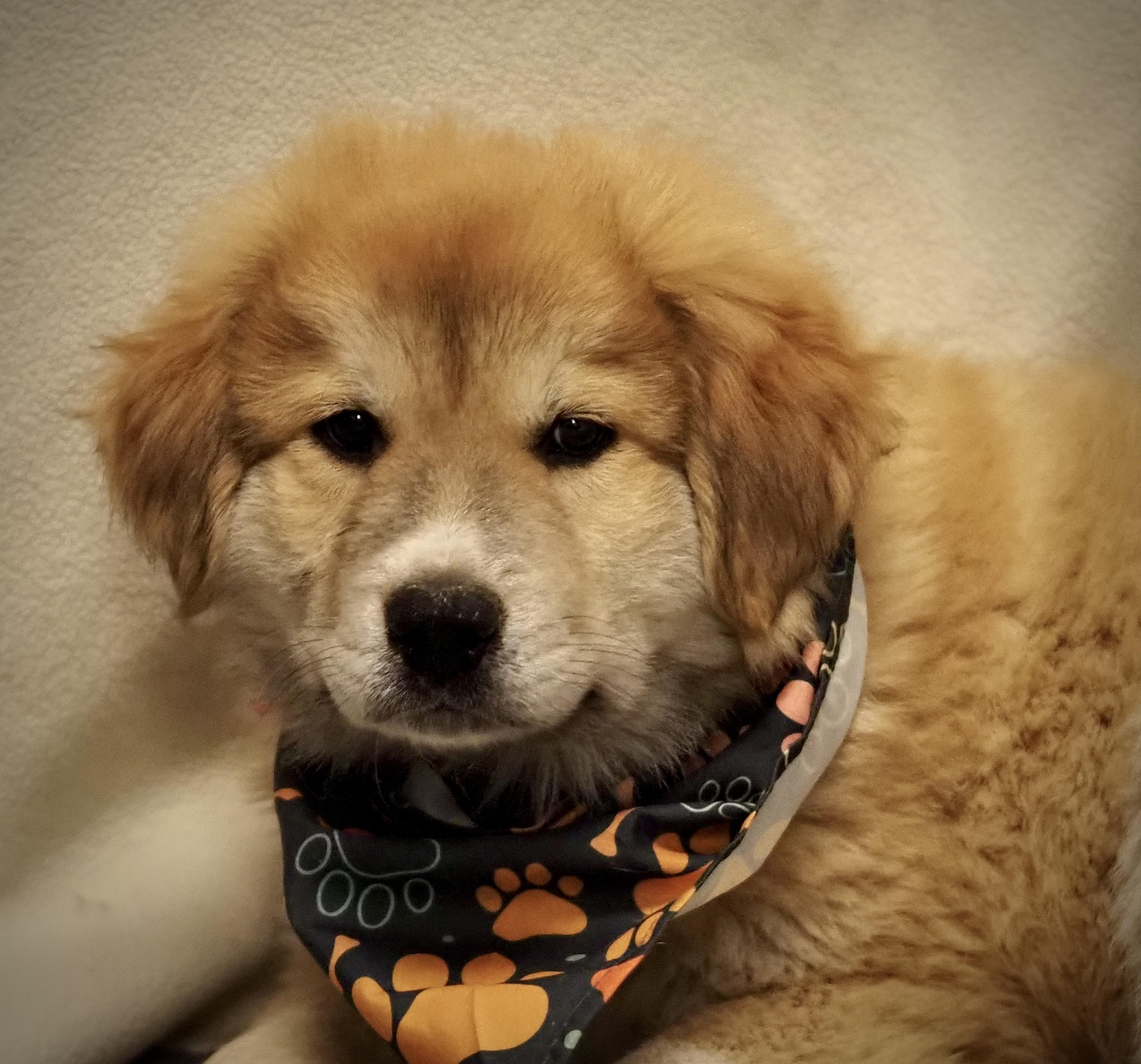 Yahtzee, an adopted mixed breed in Buena Vista, CO image 2/3