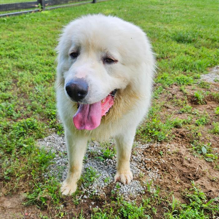 Oak #7447, Adoptable, Young Male Great Pyrenees.