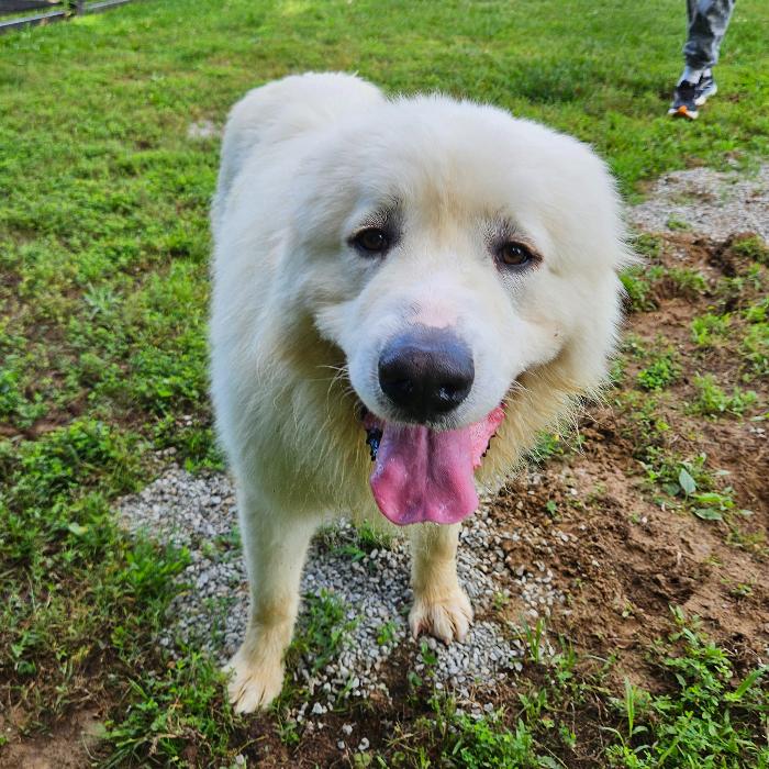 Enlarge Oak #7447, a Adoptable Great Pyrenees in Louisville, KY image 2/6