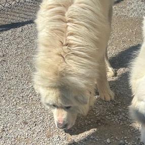 Enlarge Oak #7447, a Adoptable Great Pyrenees in Louisville, KY image 3/6