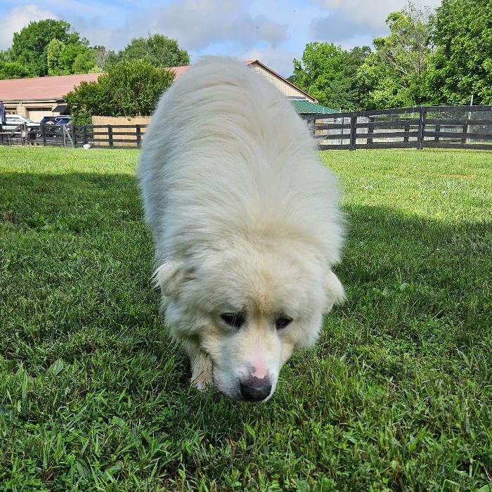 Enlarge Oak #7447, a Adoptable Great Pyrenees in Louisville, KY image 4/6