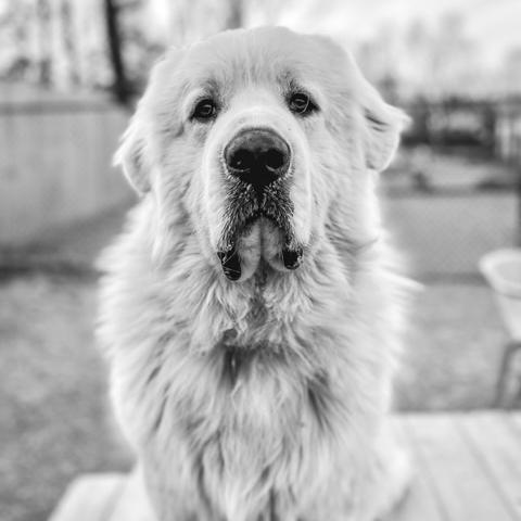 Enlarge Oak #7447, a Adoptable Great Pyrenees in Louisville, KY image 5/6