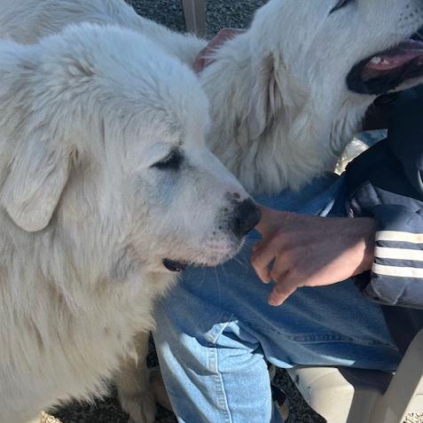 Enlarge Oak #7447, a Adoptable Great Pyrenees in Louisville, KY image 6/6