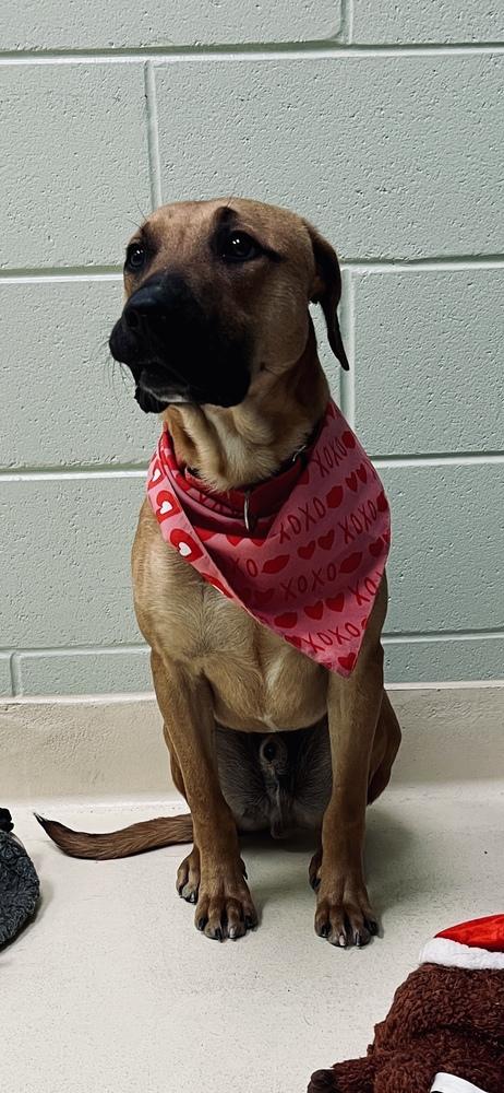 Enlarge Cap n Crunch, a Adoptable mixed breed in Kalamazoo, MI image 1/4