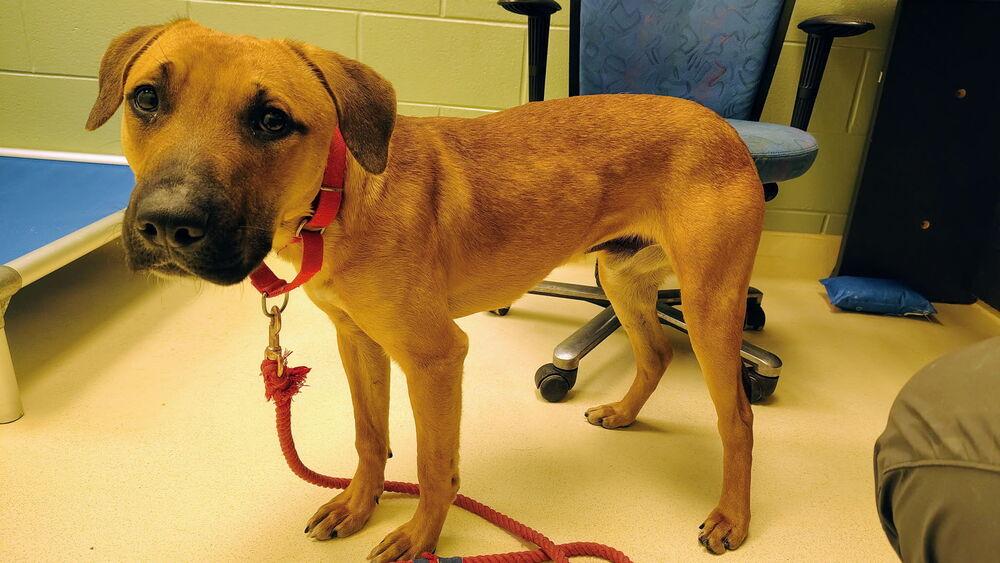 Enlarge Cap n Crunch, a Adoptable mixed breed in Kalamazoo, MI image 3/4